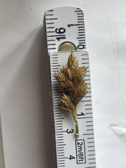 Carex longii
