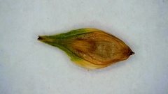 Carex longii