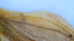 Carex longii