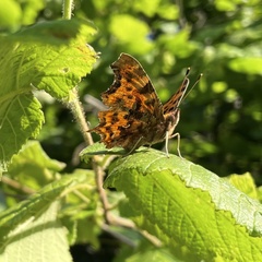 Polygonia c-album