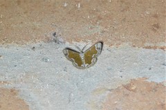 Zamarada phrontisaria