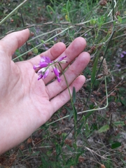 Polygala major