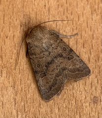 Hoplodrina octogenaria