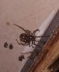 Steatoda
