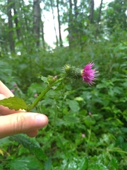 Carduus crispus