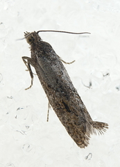 Pseudexentera