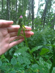 Carduus crispus