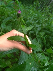 Carduus crispus