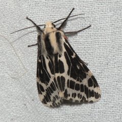 Spilarctia leopardina