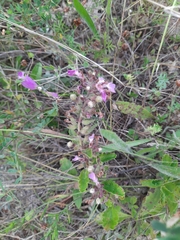Teucrium chamaedrys nuchense