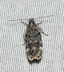 Chionodes bicostomaculella