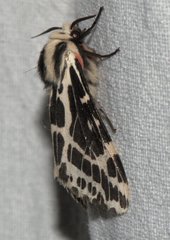 Spilarctia leopardina