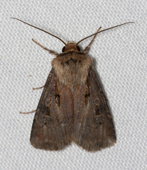 Agrotis vancouverensis