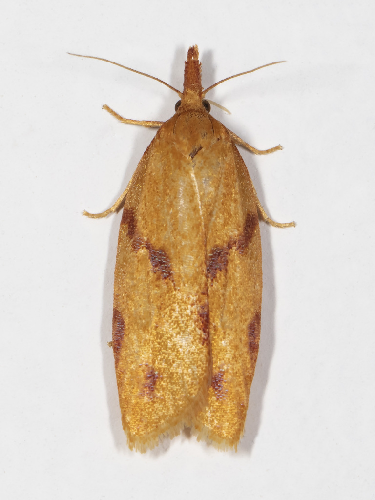 One-lined Sparganothis Moth