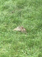 Sylvilagus floridanus