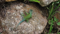 Sceloporus hondurensis