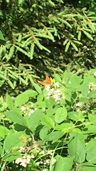 Argynnis paphia