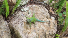 Sceloporus hondurensis
