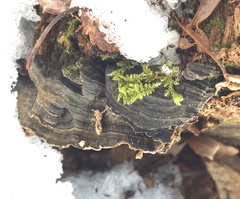 Hydnoporia tabacina image