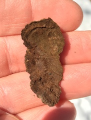 Hydnoporia tabacina image
