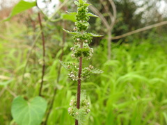 Urtica chamaedryoides