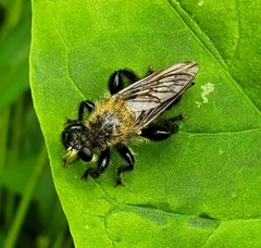 Laphria flavicollis