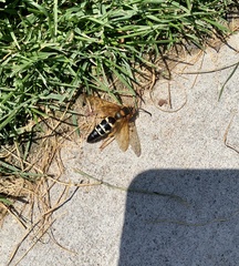 Sphecius speciosus