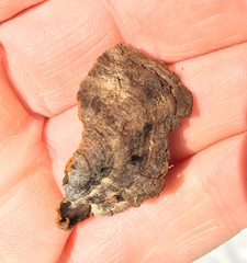 Hydnoporia tabacina image