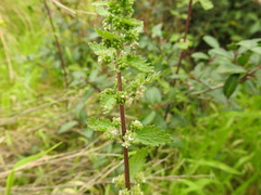 Urtica chamaedryoides