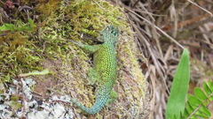 Sceloporus hondurensis