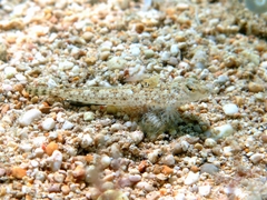 Risso's Dragonet photo 1
