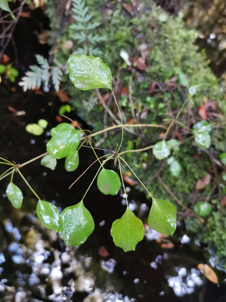 Berberis rotundifolia; photograph Inao Vasquez, CC BY, iNaturalist via GBIF