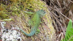 Sceloporus hondurensis