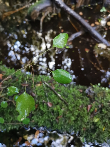 Berberis rotundifolia, photograph 1