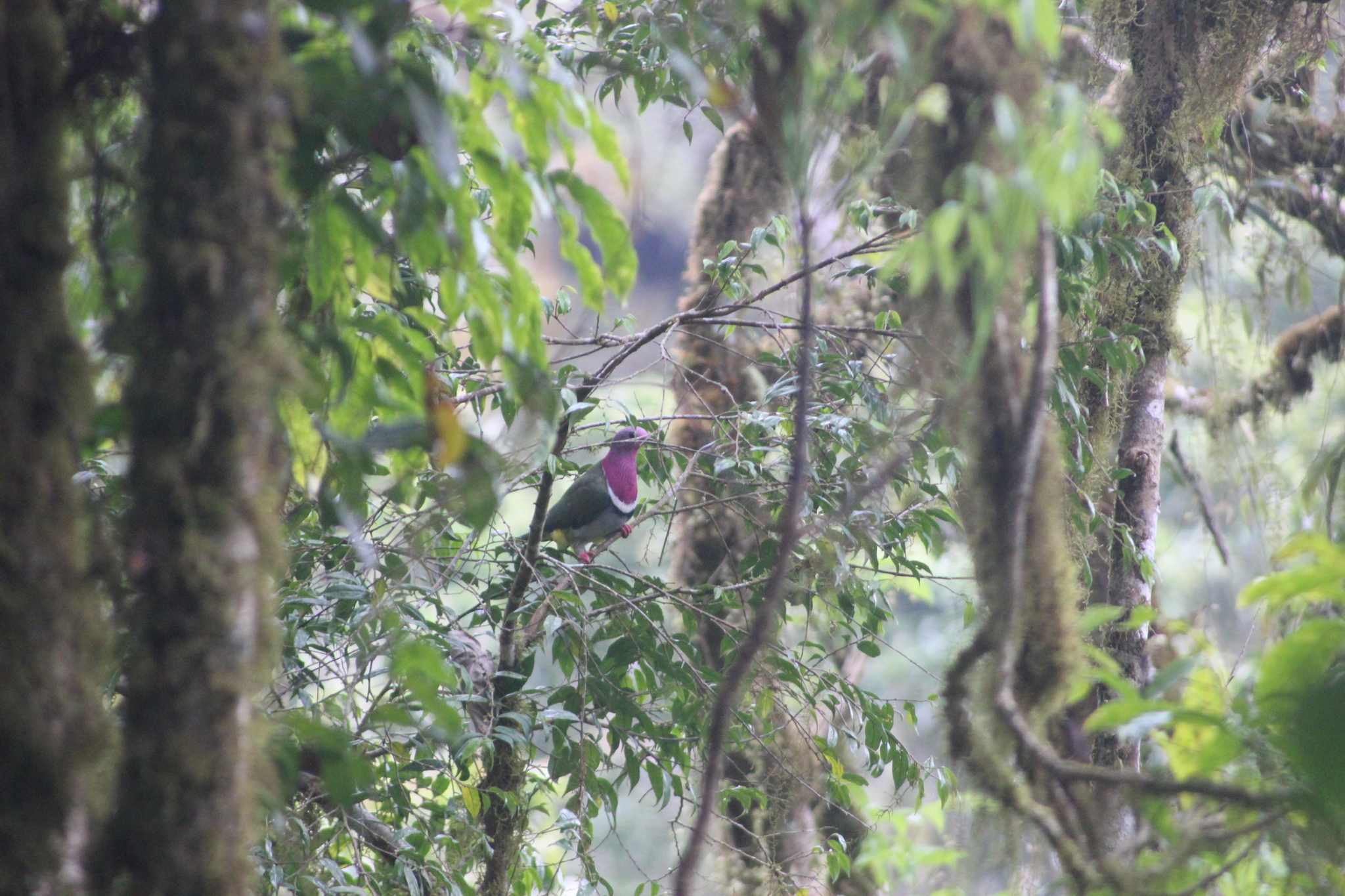 Pink-headed Fruit Dove (Ptilinopus porphyreus), photo 10