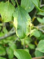 Trichochermes walkeri