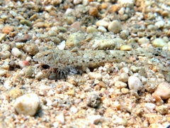 Risso's Dragonet photo 2