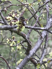 Copestylum tamaulipanum