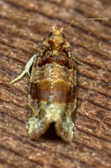 Argyrotaenia kimballi