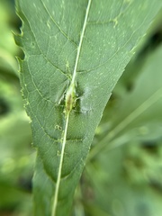 Neolasioptera vernoniae