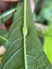 Neolasioptera vernoniae