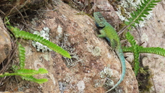 Sceloporus hondurensis