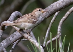Passer domesticus balearoibericus