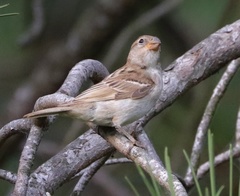 Passer domesticus balearoibericus
