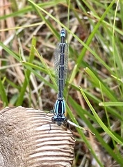 Enallagma geminatum