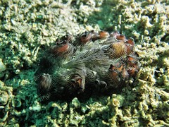 Pseudobiceros fulgor