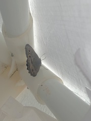 Cercyonis oetus