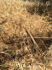 Bromus rigidus