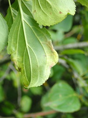 Trichochermes walkeri