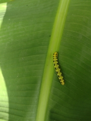 Phoebis philea